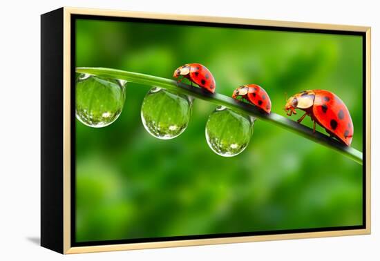 Ladybugs Family On A Dewy Grass. Close Up With Shallow Dof-Kletr-Framed Premier Image Canvas