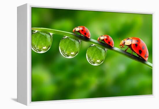 Ladybugs Family On A Dewy Grass. Close Up With Shallow Dof-Kletr-Framed Premier Image Canvas