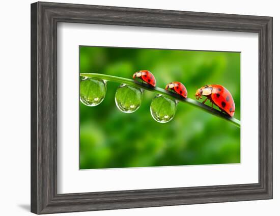 Ladybugs Family On A Dewy Grass. Close Up With Shallow Dof-Kletr-Framed Photographic Print