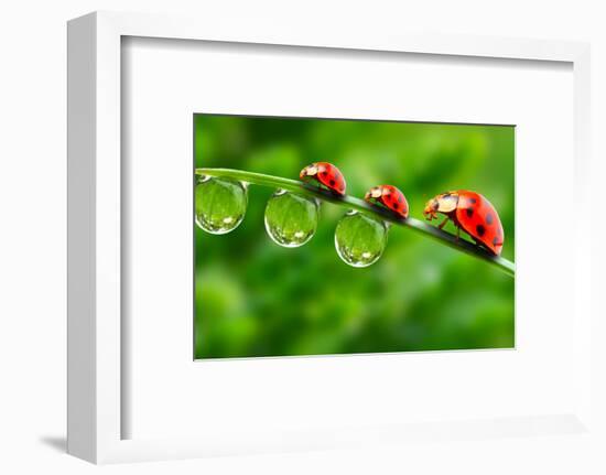 Ladybugs Family On A Dewy Grass. Close Up With Shallow Dof-Kletr-Framed Photographic Print