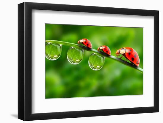 Ladybugs Family On A Dewy Grass. Close Up With Shallow Dof-Kletr-Framed Photographic Print