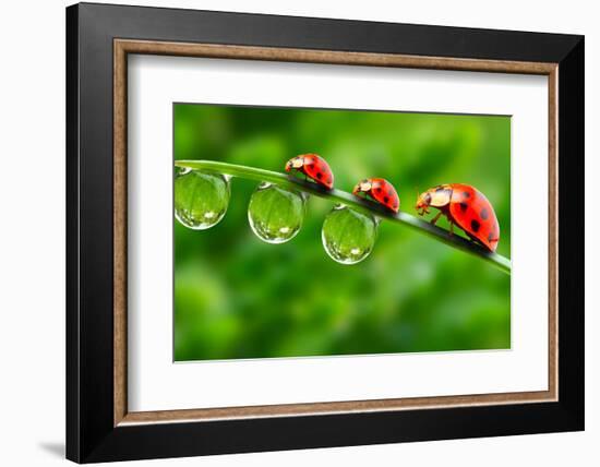 Ladybugs Family On A Dewy Grass. Close Up With Shallow Dof-Kletr-Framed Photographic Print