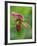 Ladyslipper Orchid-Adam Jones-Framed Photographic Print