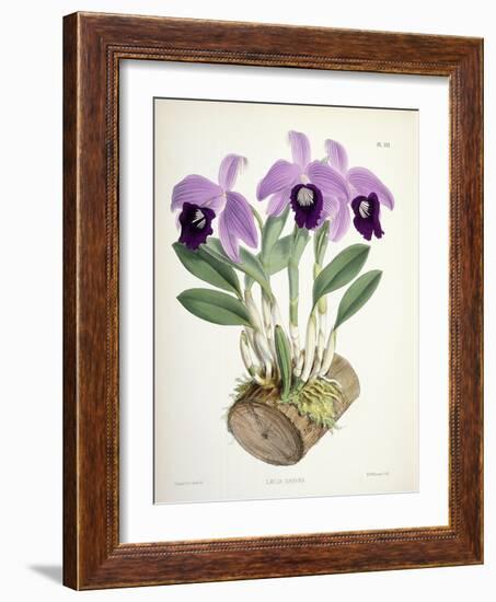 Laelia Dayana, C.1882-1897-Walter Hood Fitch-Framed Premium Giclee Print