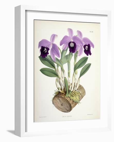 Laelia Dayana, C.1882-1897-Walter Hood Fitch-Framed Premium Giclee Print