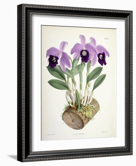 Laelia Dayana, C.1882-1897-Walter Hood Fitch-Framed Giclee Print