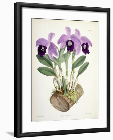 Laelia Dayana, C.1882-1897-Walter Hood Fitch-Framed Giclee Print