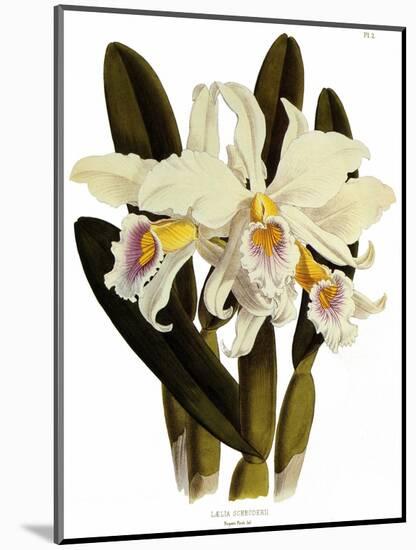 Laelia Schroederi-John Nugent Fitch-Mounted Giclee Print