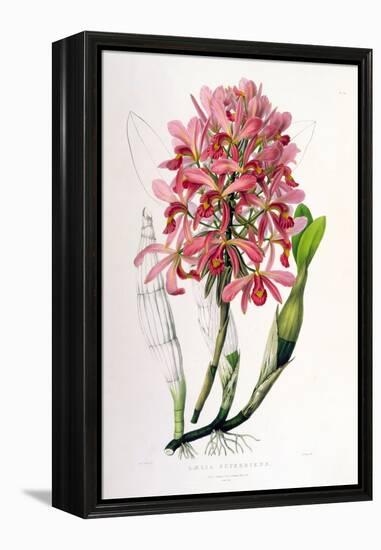 Laelia Superbiens-Porter Design-Framed Premier Image Canvas