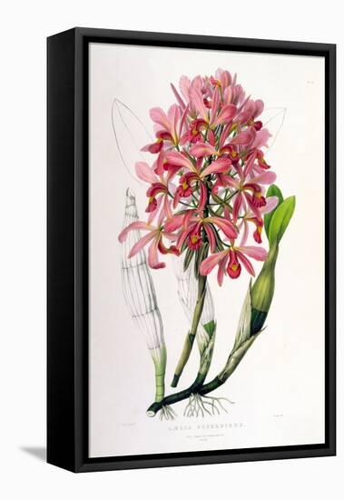 Laelia Superbiens-Porter Design-Framed Premier Image Canvas