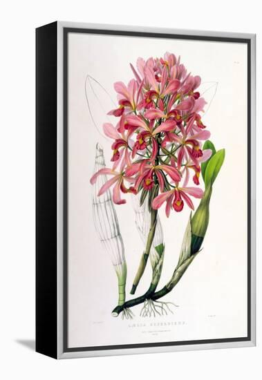 Laelia Superbiens-Porter Design-Framed Premier Image Canvas