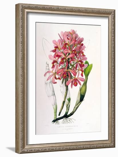 Laelia Superbiens-Porter Design-Framed Giclee Print