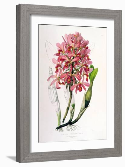 Laelia Superbiens-Porter Design-Framed Giclee Print