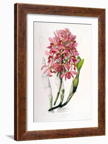 Laelia Superbiens-Porter Design-Framed Giclee Print