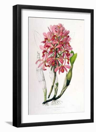 Laelia Superbiens-Porter Design-Framed Giclee Print