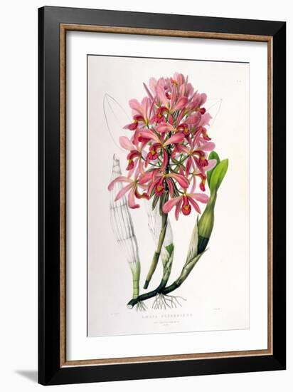 Laelia Superbiens-Porter Design-Framed Giclee Print