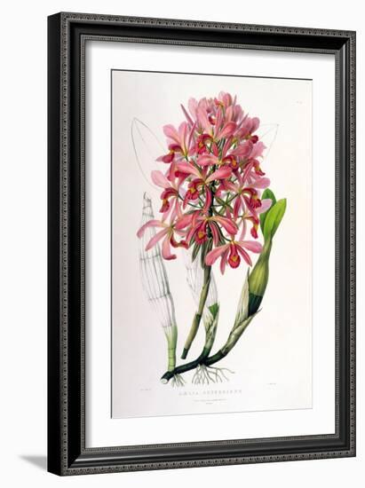 Laelia Superbiens-Porter Design-Framed Giclee Print