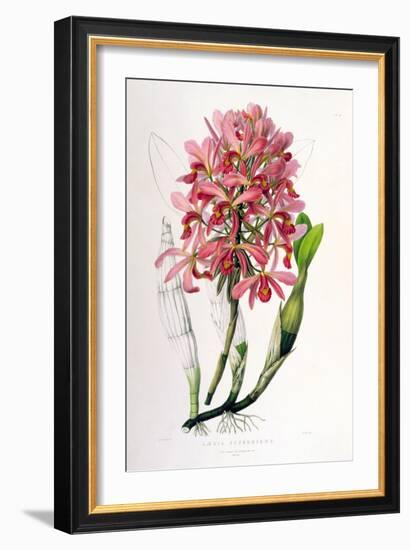 Laelia Superbiens-Porter Design-Framed Giclee Print