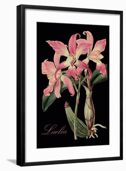 Laelia-Mindy Sommers-Framed Giclee Print