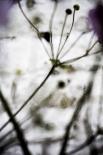 Vegetal / 4174, 2008-Laetizia Bazzoni-Premium Giclee Print