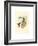 Lafresnaya Flavicaudata (Buff-Tailed Velvet-Breast), Colored Lithograph-Richter & Gould-Framed Giclee Print