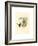 Lafresnaya Flavicaudata (Buff-Tailed Velvet-Breast), Colored Lithograph-Richter & Gould-Framed Giclee Print