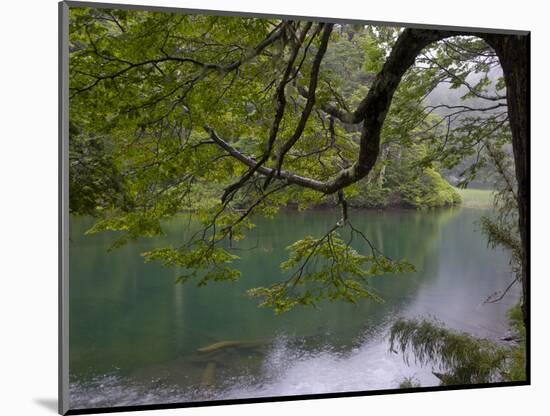 Lago Chico, Huerquehue National Park, Chile-Scott T. Smith-Mounted Photographic Print