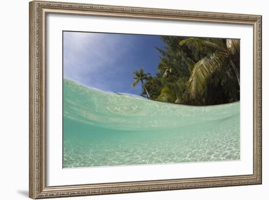 Lagoon and Palm-Lined Beach, Micronesia, Palau-Reinhard Dirscherl-Framed Photographic Print