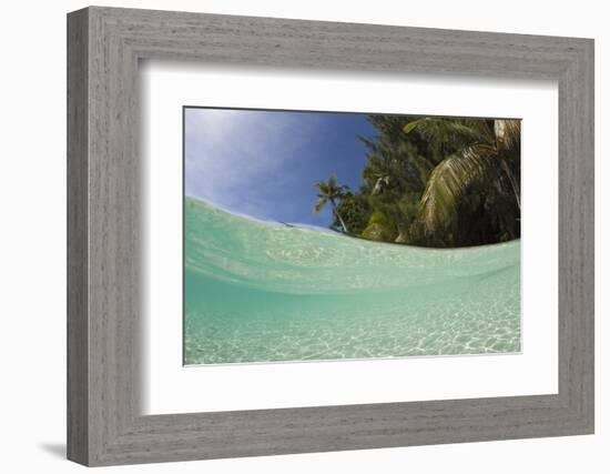 Lagoon and Palm-Lined Beach, Micronesia, Palau-Reinhard Dirscherl-Framed Photographic Print