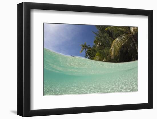 Lagoon and Palm-Lined Beach, Micronesia, Palau-Reinhard Dirscherl-Framed Photographic Print