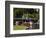 Lagoon Bridge and Swan Boat in the Public Garden, Boston, Massachusetts, United States of America-Amanda Hall-Framed Photographic Print