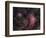 Lagoon Nebula and Trifid Nebula in Sagittarius-null-Framed Photographic Print