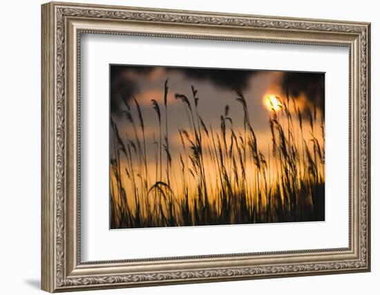 Lagoon with Silhouette of Reeds at Sunset, Camargue, France, May 2009-Allofs-Framed Photographic Print