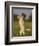 Lagotto Romagnolo, Domestic Dog, (Canidae), Lemgo, Nordrhein Westfalen, Germany-Thorsten Milse-Framed Photographic Print