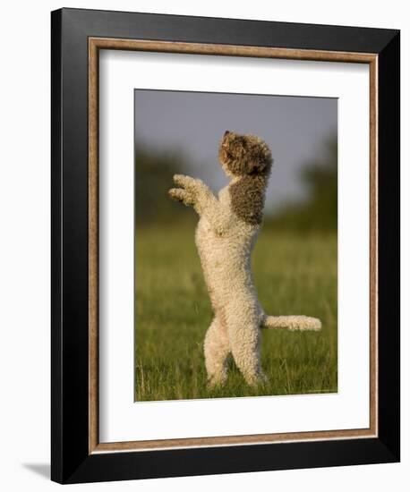 Lagotto Romagnolo, Domestic Dog, (Canidae), Lemgo, Nordrhein Westfalen, Germany-Thorsten Milse-Framed Photographic Print