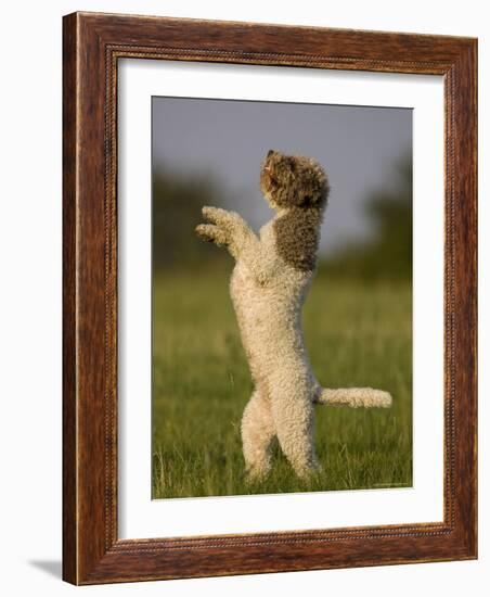 Lagotto Romagnolo, Domestic Dog, (Canidae), Lemgo, Nordrhein Westfalen, Germany-Thorsten Milse-Framed Photographic Print