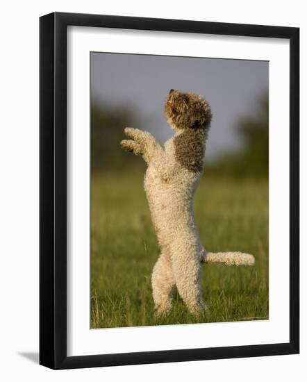 Lagotto Romagnolo, Domestic Dog, (Canidae), Lemgo, Nordrhein Westfalen, Germany-Thorsten Milse-Framed Photographic Print