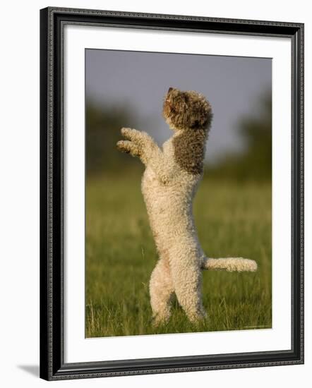 Lagotto Romagnolo, Domestic Dog, (Canidae), Lemgo, Nordrhein Westfalen, Germany-Thorsten Milse-Framed Photographic Print