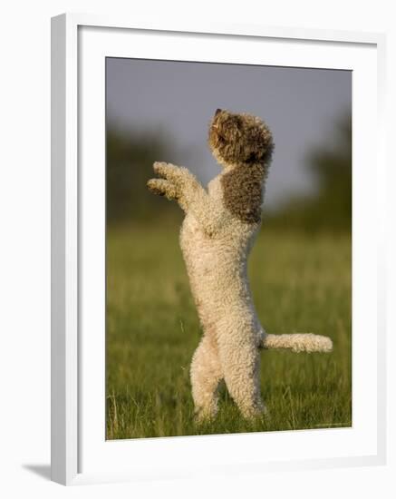 Lagotto Romagnolo, Domestic Dog, (Canidae), Lemgo, Nordrhein Westfalen, Germany-Thorsten Milse-Framed Photographic Print