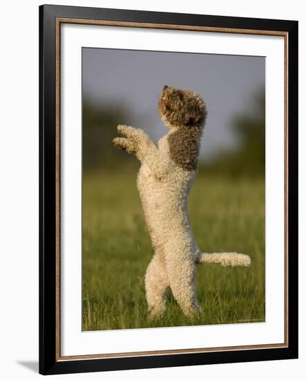 Lagotto Romagnolo, Domestic Dog, (Canidae), Lemgo, Nordrhein Westfalen, Germany-Thorsten Milse-Framed Photographic Print