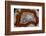 Laguna Agate, Mexico-Darrell Gulin-Framed Photographic Print