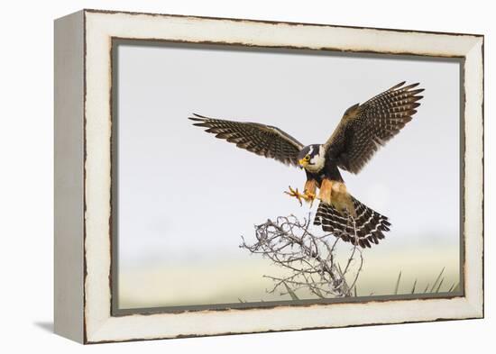 Laguna Atascosa Nwr, Texas. Aplomado Falcon Landing on Yucca-Larry Ditto-Framed Premier Image Canvas