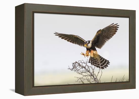 Laguna Atascosa Nwr, Texas. Aplomado Falcon Landing on Yucca-Larry Ditto-Framed Premier Image Canvas