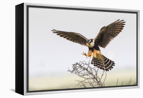 Laguna Atascosa Nwr, Texas. Aplomado Falcon Landing on Yucca-Larry Ditto-Framed Premier Image Canvas