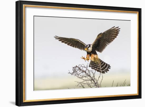 Laguna Atascosa Nwr, Texas. Aplomado Falcon Landing on Yucca-Larry Ditto-Framed Photographic Print