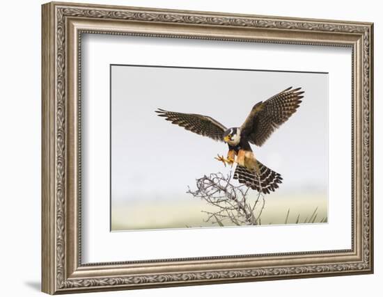 Laguna Atascosa Nwr, Texas. Aplomado Falcon Landing on Yucca-Larry Ditto-Framed Photographic Print