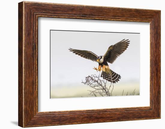 Laguna Atascosa Nwr, Texas. Aplomado Falcon Landing on Yucca-Larry Ditto-Framed Photographic Print