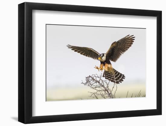 Laguna Atascosa Nwr, Texas. Aplomado Falcon Landing on Yucca-Larry Ditto-Framed Photographic Print