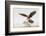 Laguna Atascosa Nwr, Texas. Aplomado Falcon Landing on Yucca-Larry Ditto-Framed Photographic Print