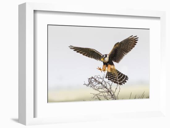 Laguna Atascosa Nwr, Texas. Aplomado Falcon Landing on Yucca-Larry Ditto-Framed Photographic Print